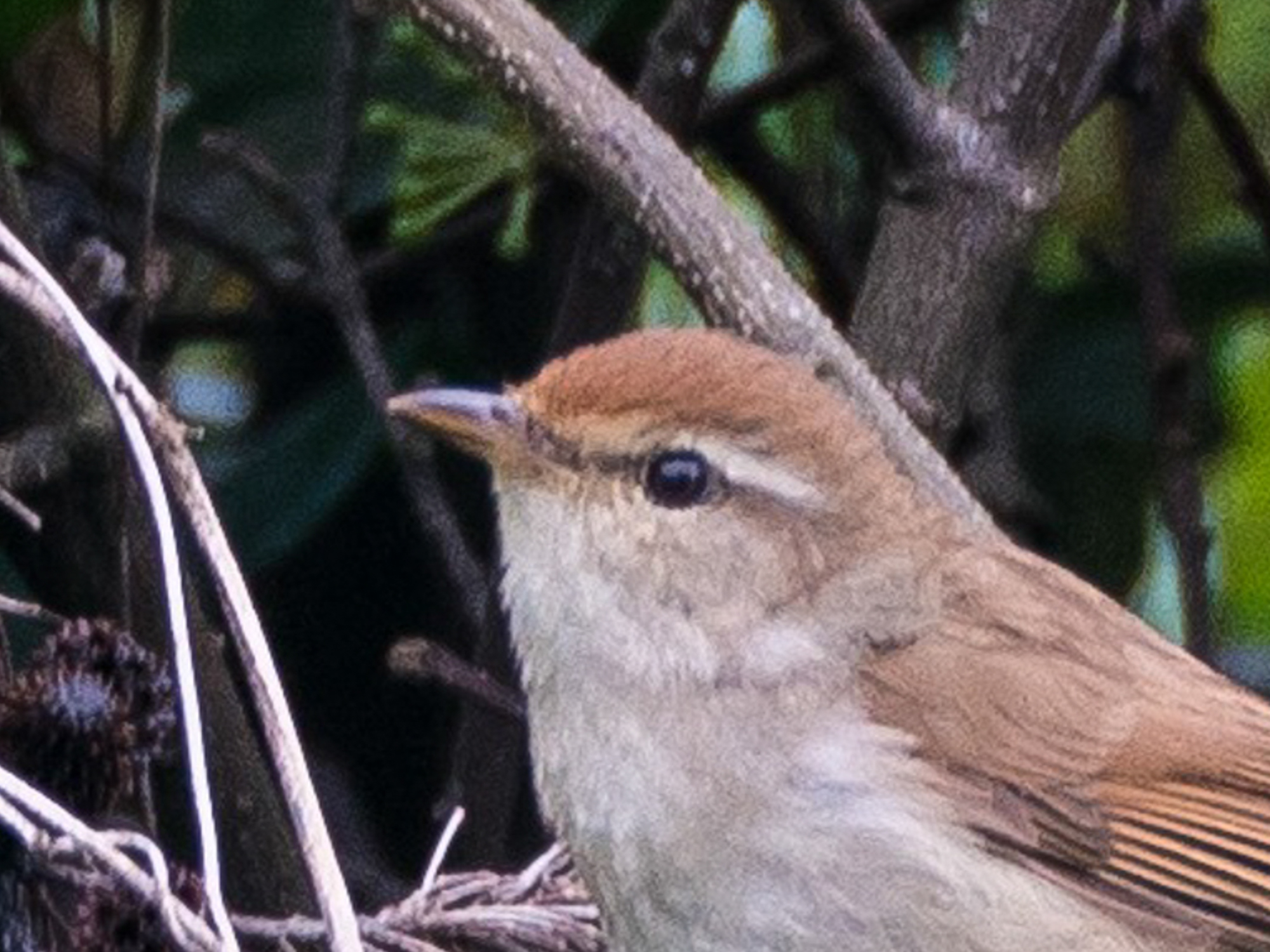 Manchurian Bush Warbler