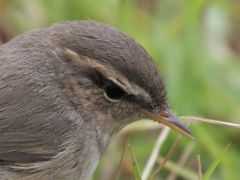 Dusky Warbler