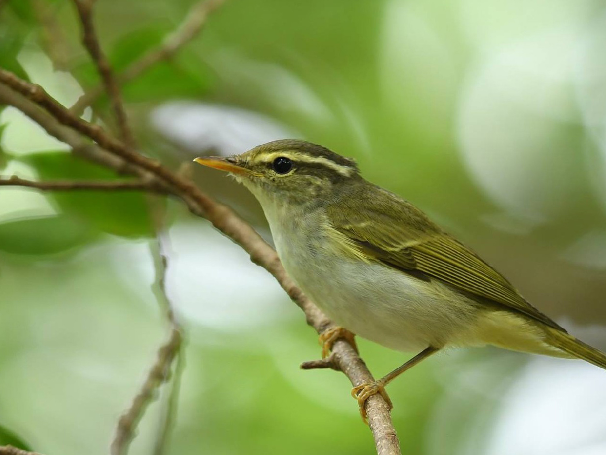 Eastern Crowned Warbler