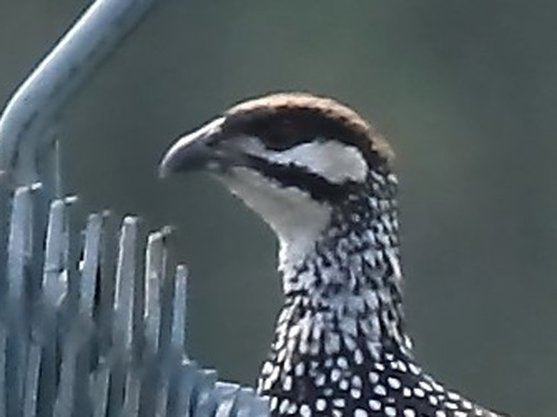 Chinese Francolin