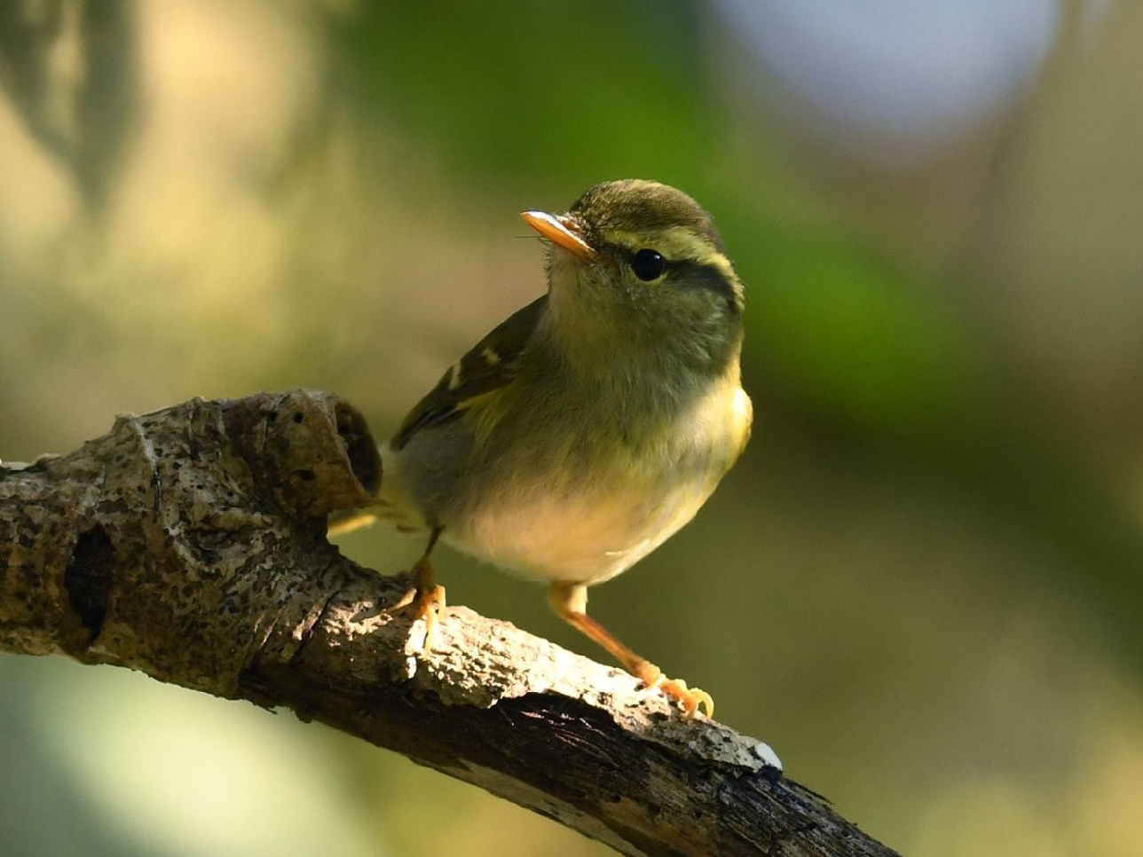 Hartert's Leaf Warbler