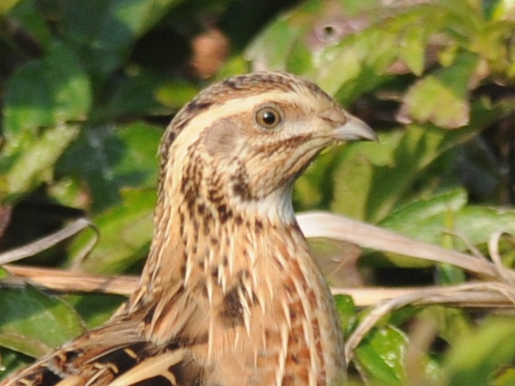 Japanese Quail