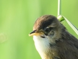 Black-browed Reed Warbler