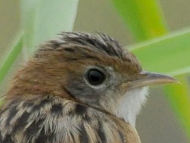 Golden-headed Cisticola