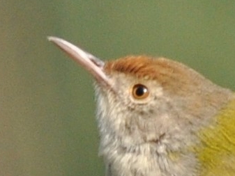 Common Tailorbird