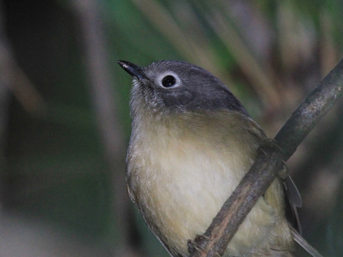 Huet's Fulvetta