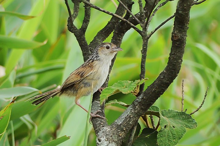 Chinese Grassbird