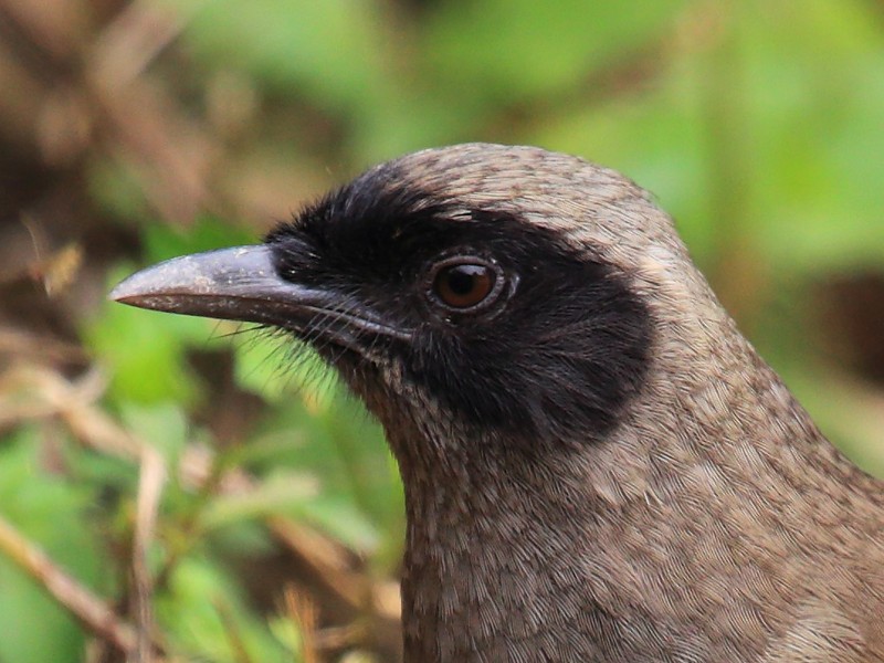 Masked Laughingthrush