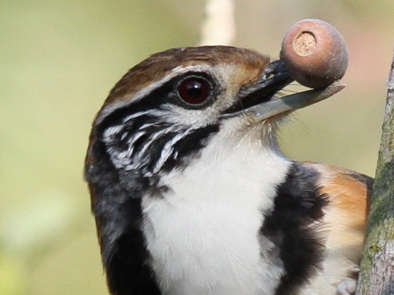 Greater Necklaced Laughingthrush