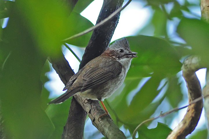 Indochinese Yuhina