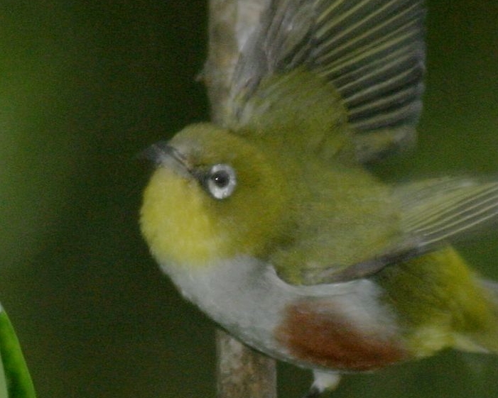 Chestnut-flanked White-eye