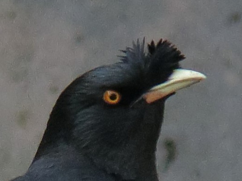 Crested Myna