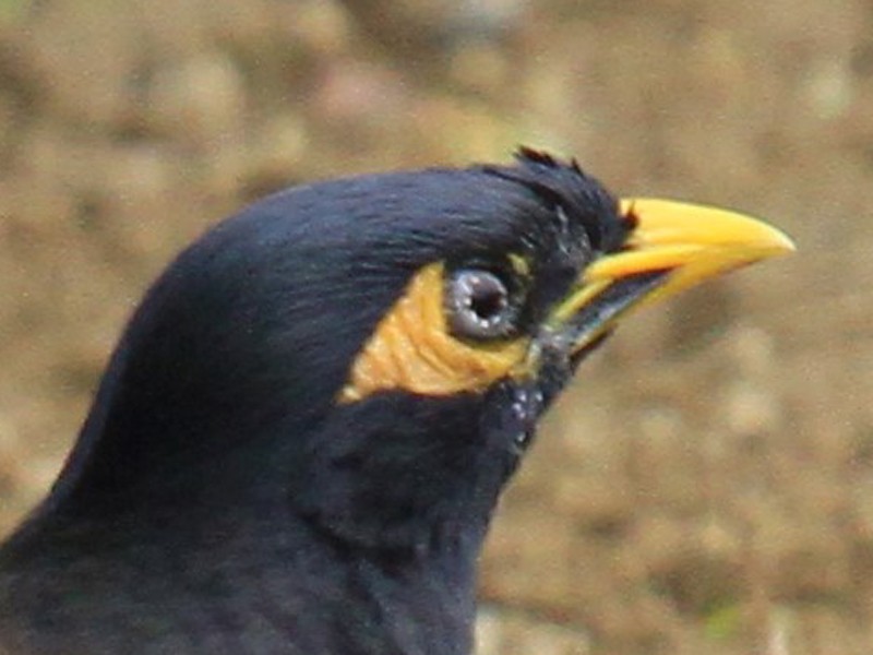 Common Myna