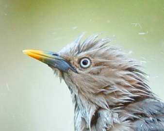 Chestnut-tailed Starling