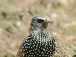 Common Starling