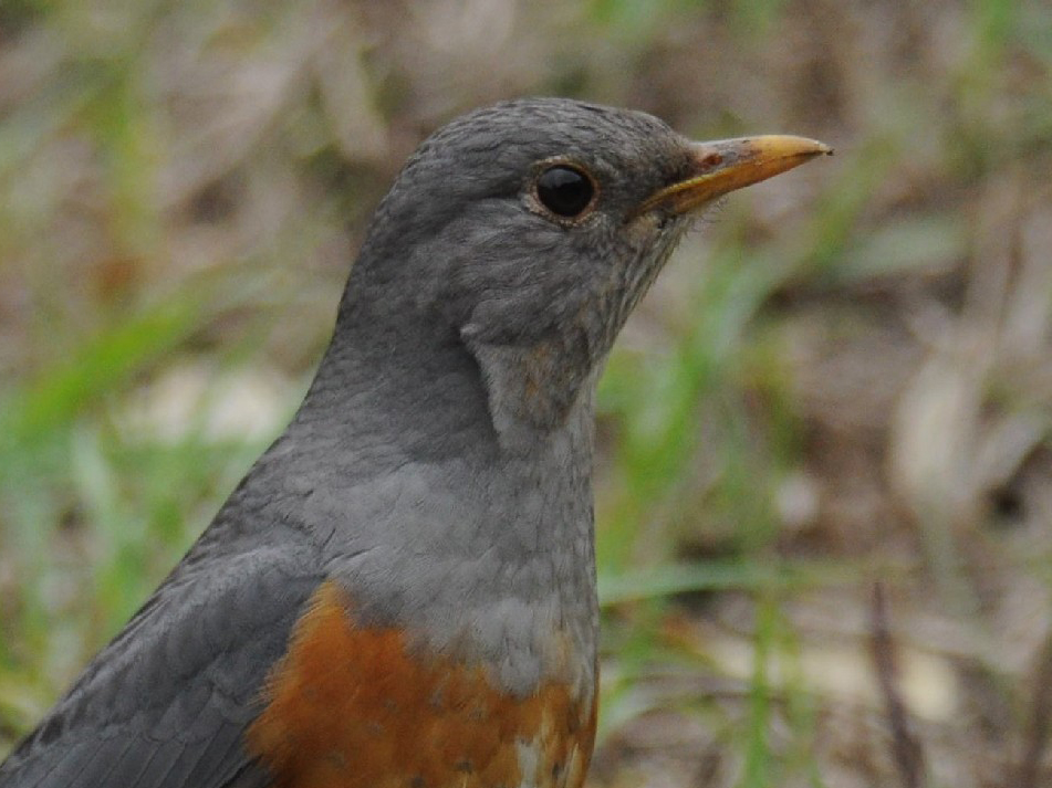 Grey-backed Thrush