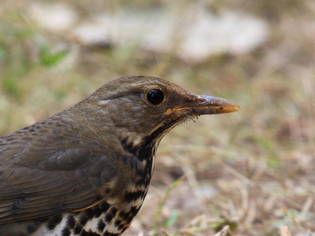 Japanese Thrush