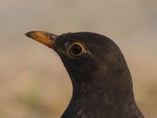 Chinese Blackbird