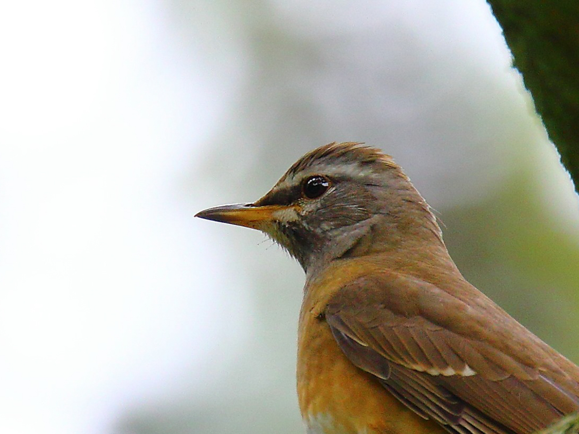 Eyebrowed Thrush