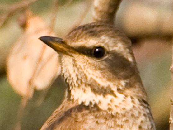 Dusky Thrush