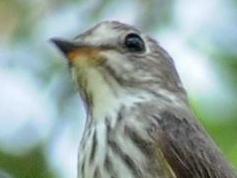 Grey-streaked Flycatcher