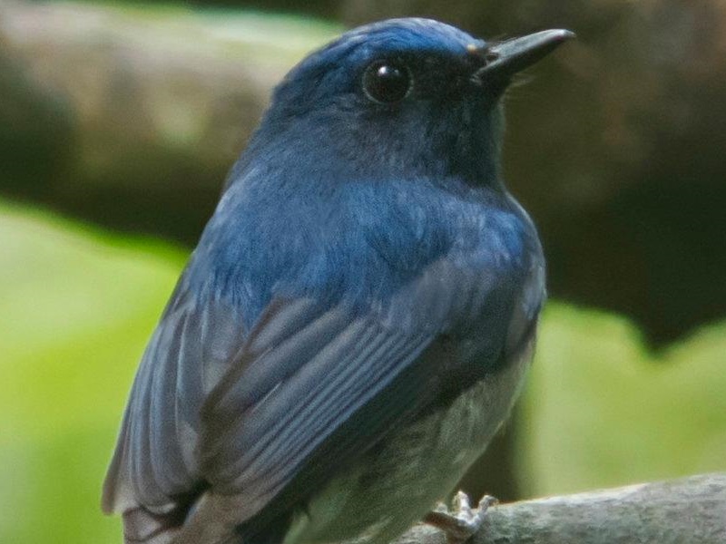 Hainan Blue Flycatcher