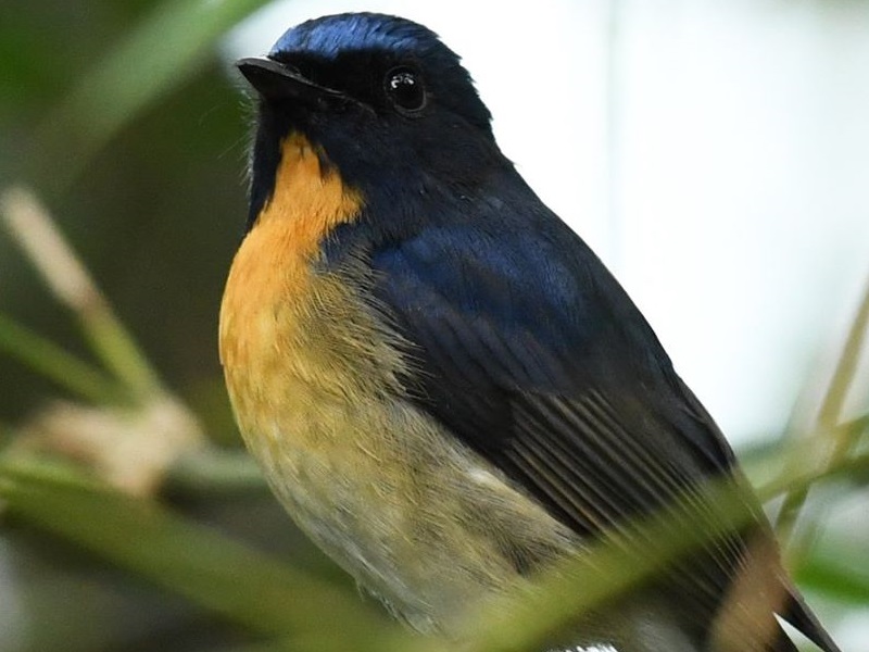 Chinese Blue Flycatcher