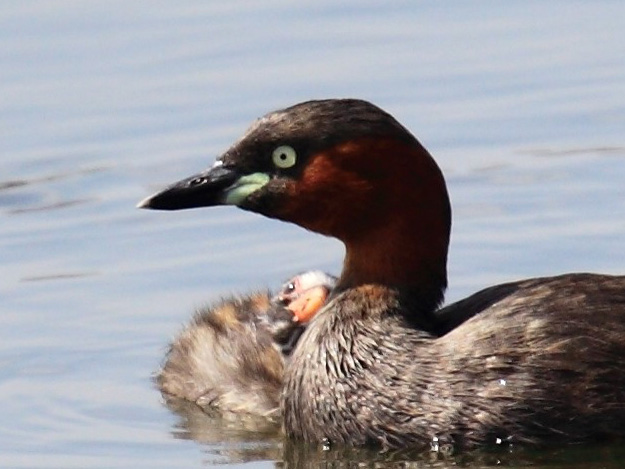 Little Grebe