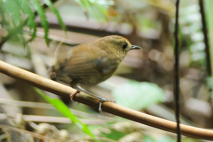 Lesser Shortwing