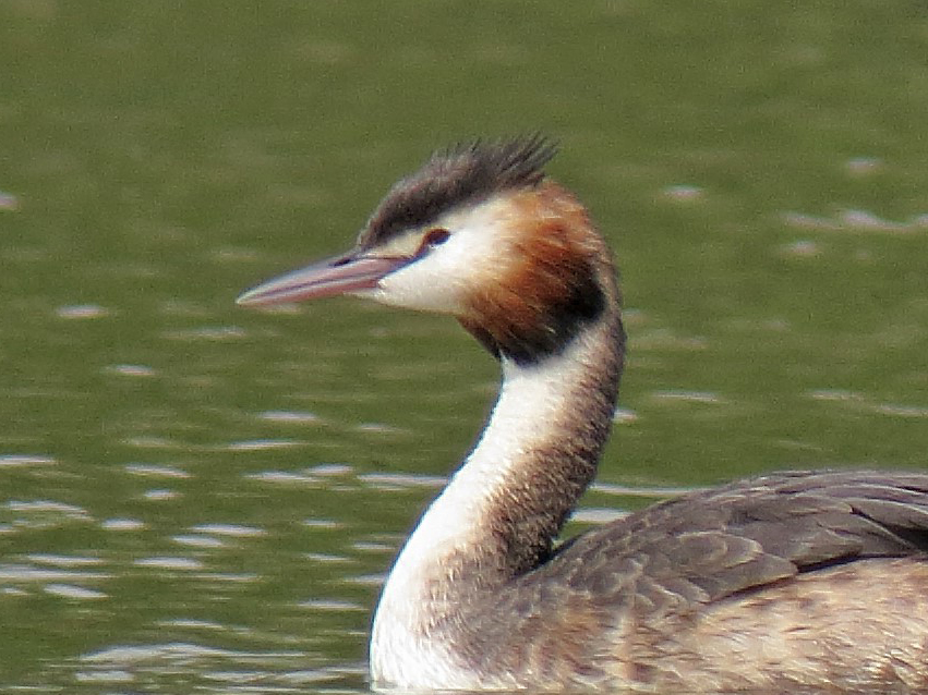 Great Crested Grebe