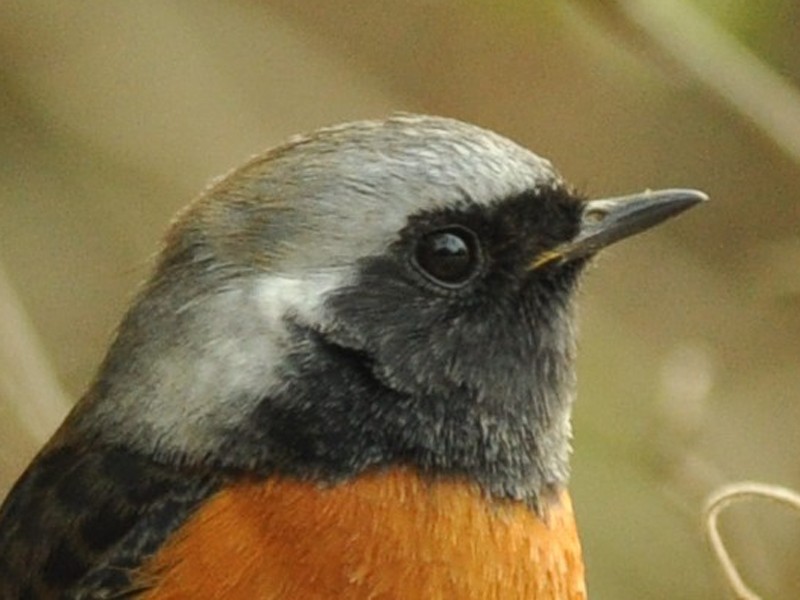 Daurian Redstart