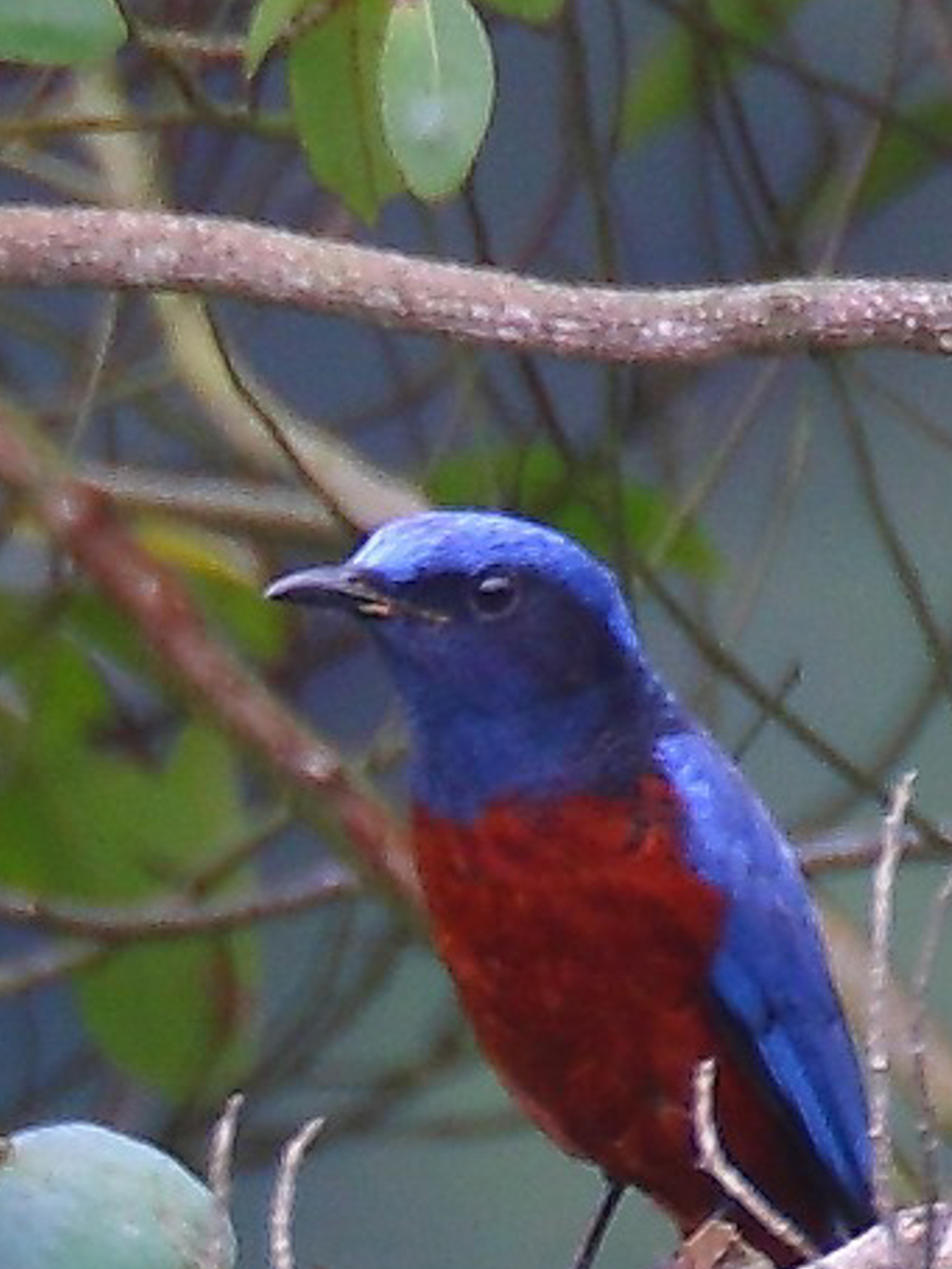 Chestnut-bellied Rock Thrush