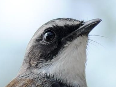 Grey Bush Chat