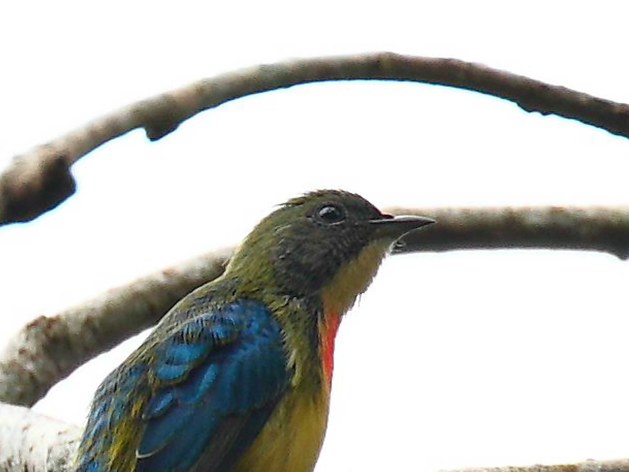 Fire-breasted Flowerpecker