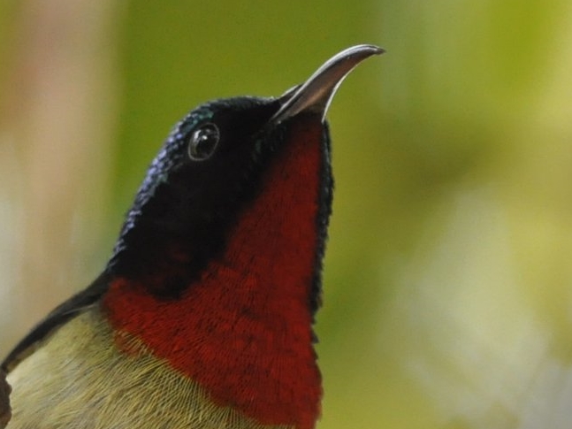 Fork-tailed Sunbird