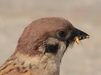 Eurasian Tree Sparrow