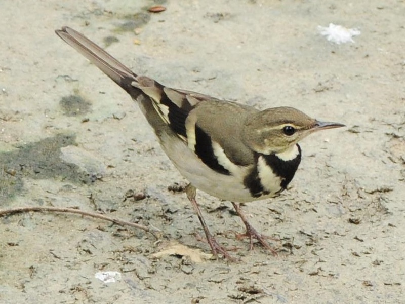 Forest Wagtail