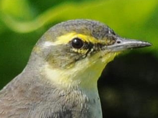 Eastern Yellow Wagtail