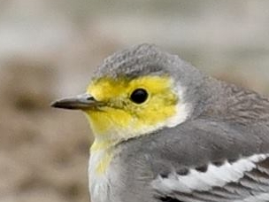 Citrine Wagtail