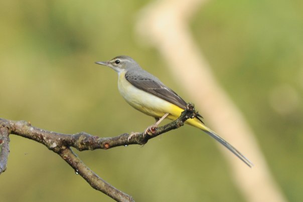 Grey Wagtail