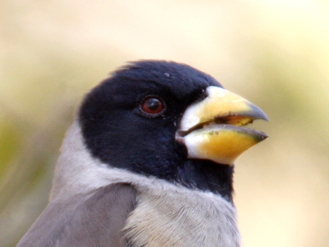 Chinese Grosbeak