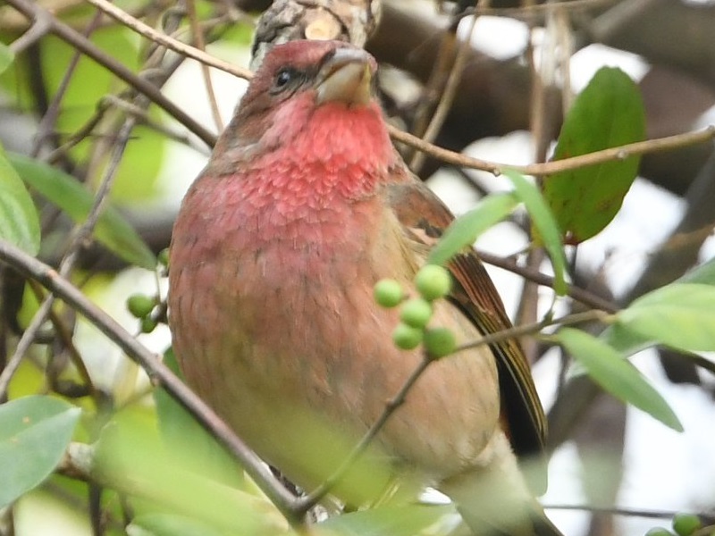 Common Rosefinch