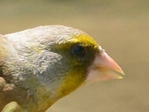 Grey-capped Greenfinch