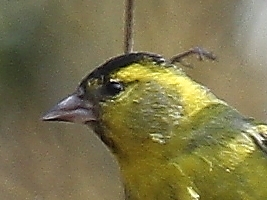 Eurasian Siskin