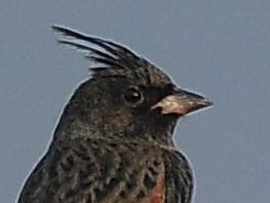 Crested Bunting