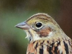 Chestnut-eared Bunting