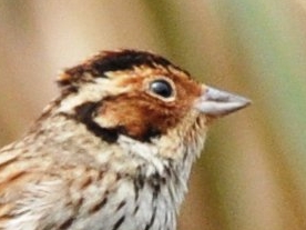 Little Bunting