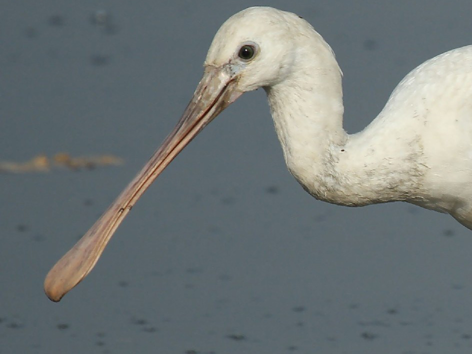 Eurasian Spoonbill