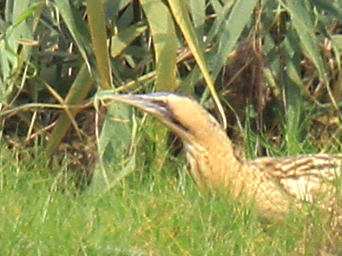 Eurasian Bittern