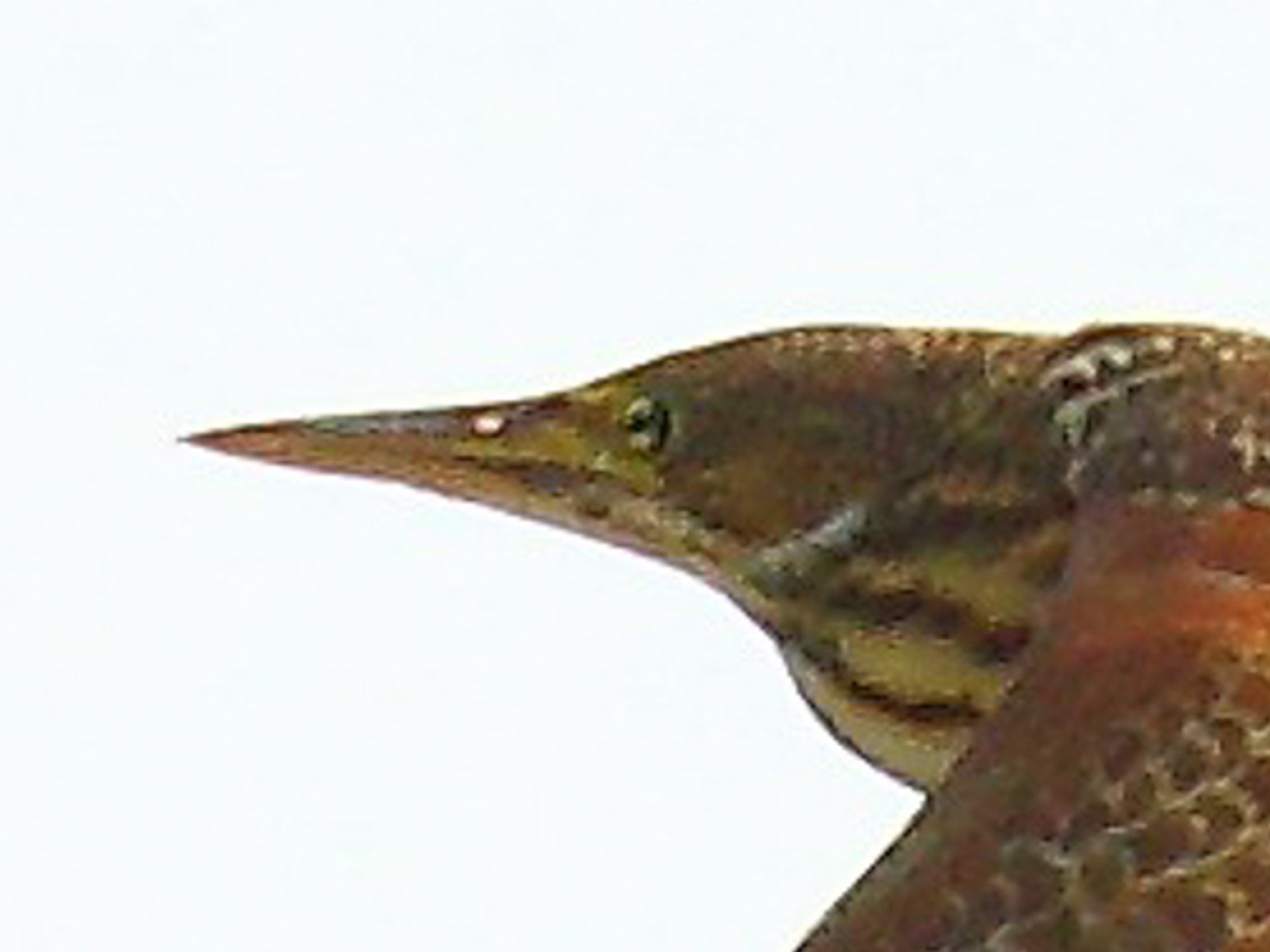 Cinnamon Bittern